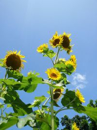 Low angle view of yellow flowers against clear sky