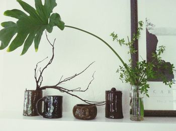 Potted plants on the wall