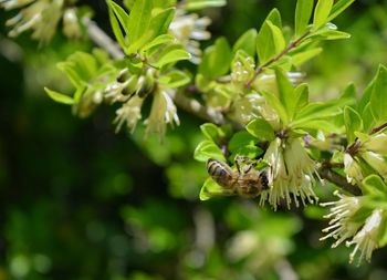 Close-up of bee pollinating flower