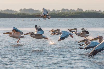 Birds flying over lake