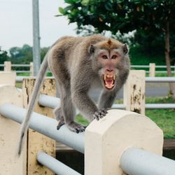 Portrait of angry monkey on railing