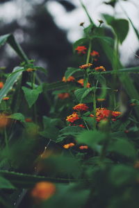 Close-up of potted plant