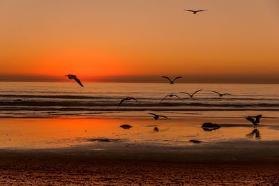 Silhouette birds flying over sea against orange sky