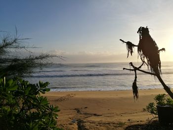 Dog on beach against sea during sunset