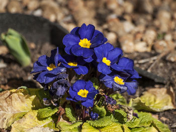 Close-up of purple flowering plant on field