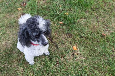 Dog walking on grassy field