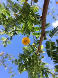 Low angle view of flowering plant against sky