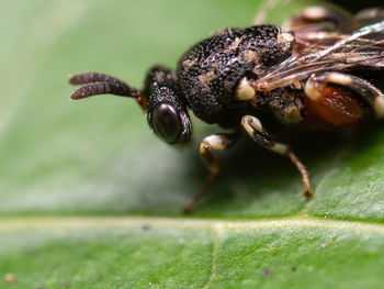 Close-up of insect