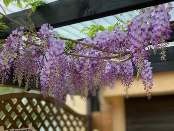 Purple flowers on tree