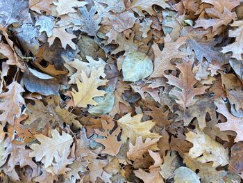 Full frame shot of dry leaves