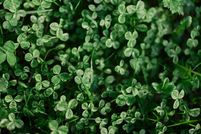 Full frame shot of plants