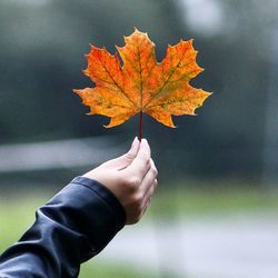 Close-up of hand holding dry leaves