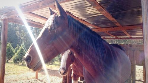 Close-up of horse in stable