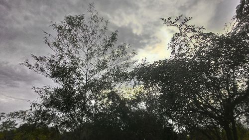 Low angle view of trees against sky