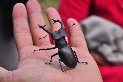 Cropped hand of person holding stag beetle