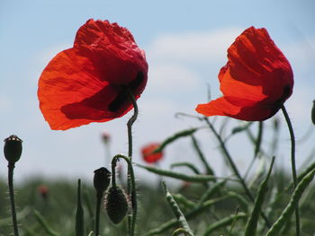 Close-up of red poppy flowers against sky