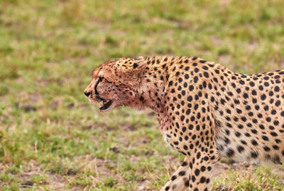 Cheetah on field