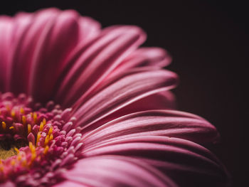 Close-up of pink flower against black background