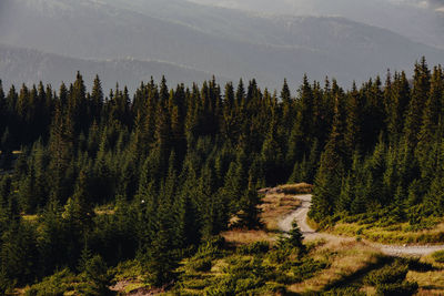 Scenic view of sunkissed pine forest in the mountains 