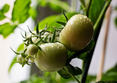 Close-up of fruits on plant