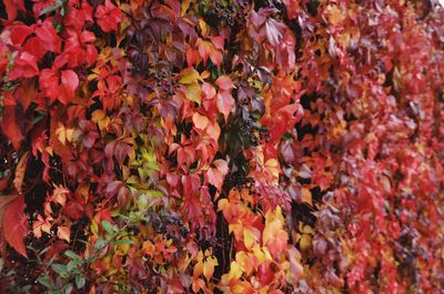 Full frame shot of red maple leaves