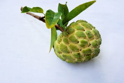 Close-up of green leaf against white background