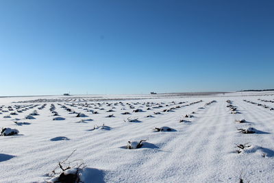 Flock of birds on landscape against clear blue sky