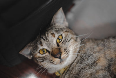 Close-up portrait of a cat