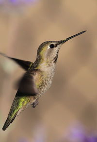 Close-up of a hummingbird flying