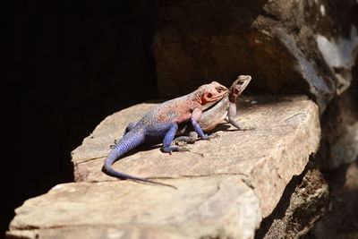 Close-up of lizard on rock