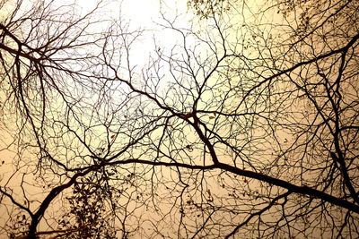 Low angle view of silhouette bare tree against sky