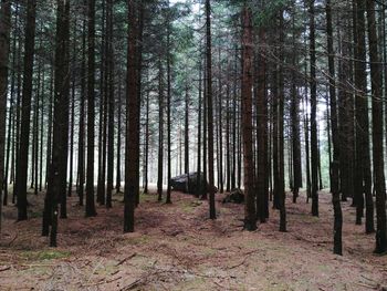 Trees in forest