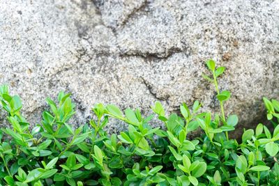 Close-up of plants