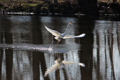 Seagulls flying over lake