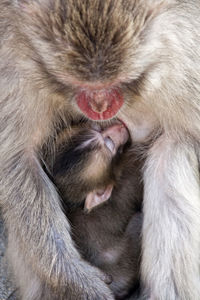 High angle view of two monkeys