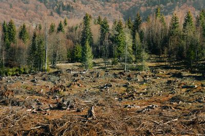 View of trees and deforestation area in forest