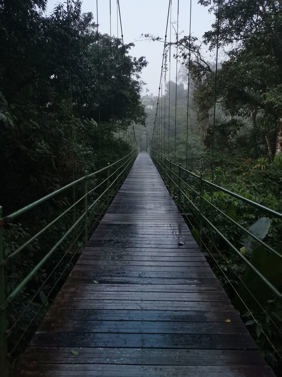 NARROW FOOTBRIDGE ALONG TREES