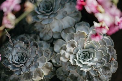 Succulent plants from above