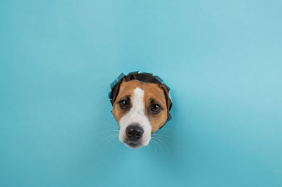 Close-up of dog against blue background