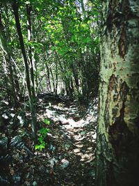 Trees growing in forest