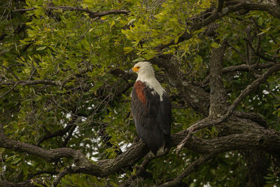 Bird perching on tree in forest