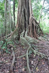 View of tree in forest