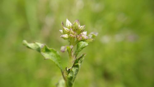 Close-up of flowering plant