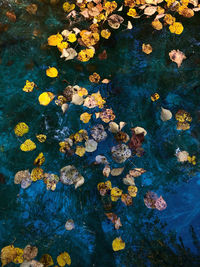 High angle view of water lily in lake