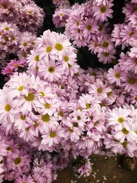 High angle view of pink flowering plants on field