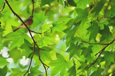 Low angle view of leaves on tree