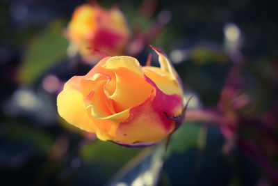 Close-up of yellow rose