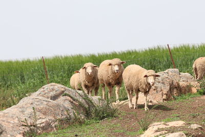 View of sheep on field against clear sky