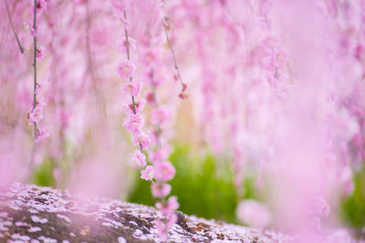 Close-up of pink cherry blossom outdoors