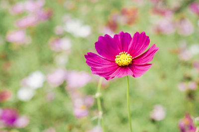 Close-up of pink flower